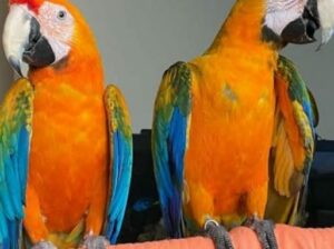 Parrot sale 8052457631 home delivery 🚚