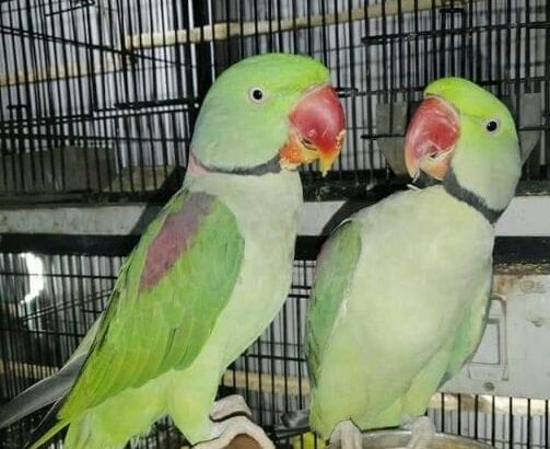 Parrot Shop 8052457631 home delivery 🚚