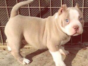 Pitbull dog shop all india home delivery 708694697