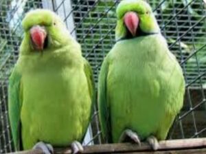 Parrot shop all india home delivery 7086946975