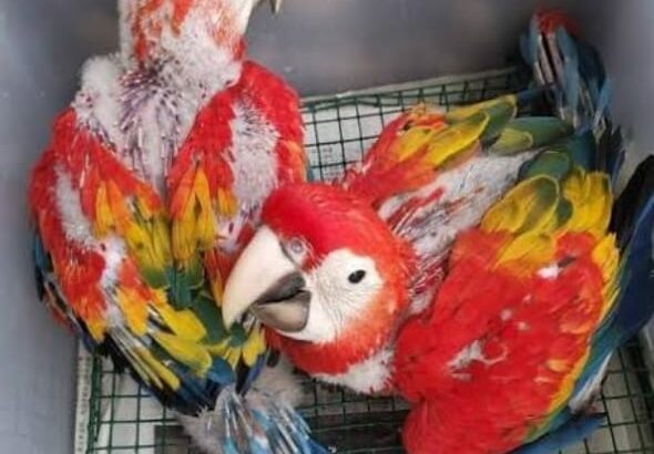 Parrot shop all india home delivery hog 7086946975