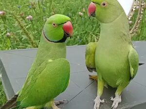 Parrot shop home delivery contact number 766699270