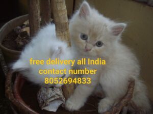 Dog cat home delivery all India8349971165