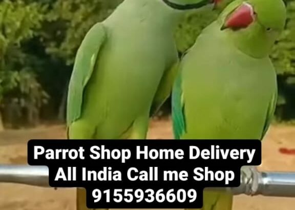 Dog Shop Home Delivery Available in hours