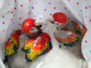 6294838426 dog parrot shop home delivery