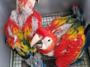 Private: Parrot shop home delivery 7086946975