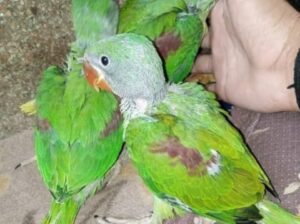 9259087568 dog parrot shop home delivery