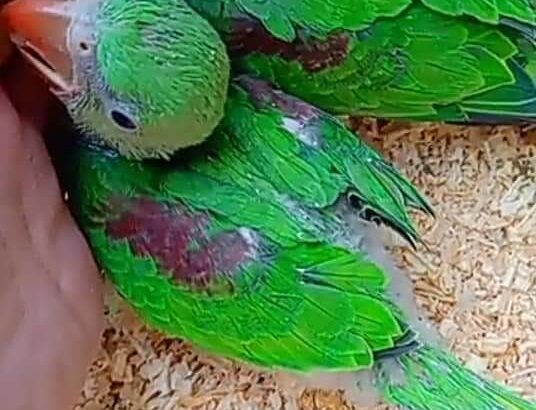9259087568 all India dog parrot shop home delivery