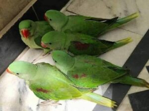 Parrot service 8052457631 all India