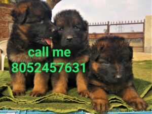 Dog sale 8052457631 all India delivery 🚚