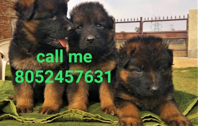 Dog sale 8052457631 all India delivery 🚚