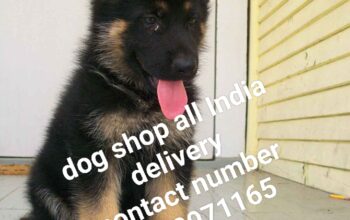 Dog shop all india home delivery8349971165