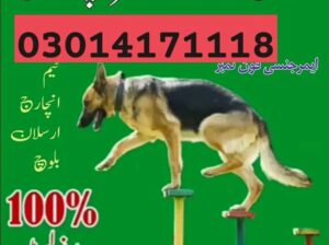 Army Dog Center Rawalpindi 03335698052