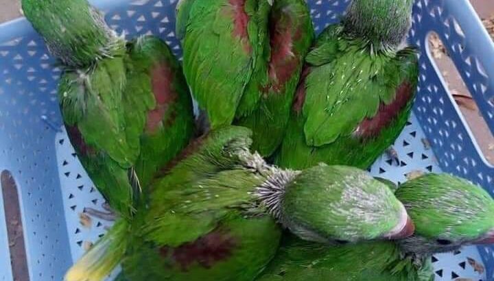 9157444252 all india dog cat parrot shop home 🚚🚚