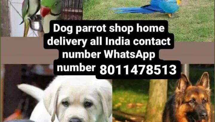 8011478513 dog shop home delivery