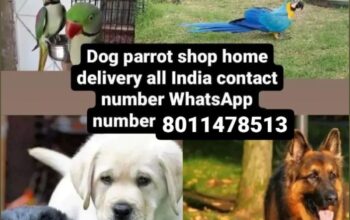 8011478513 dog shop home delivery