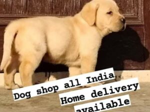 Dog shop home delivery available 7451049741