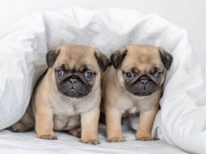 Cute pug puppies for adoption