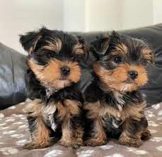 healthy yorkie pups for adoption