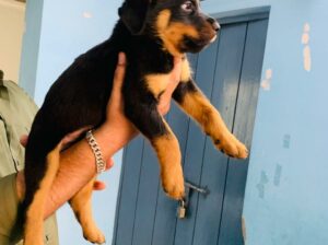 Rotteweiler puppies for sale