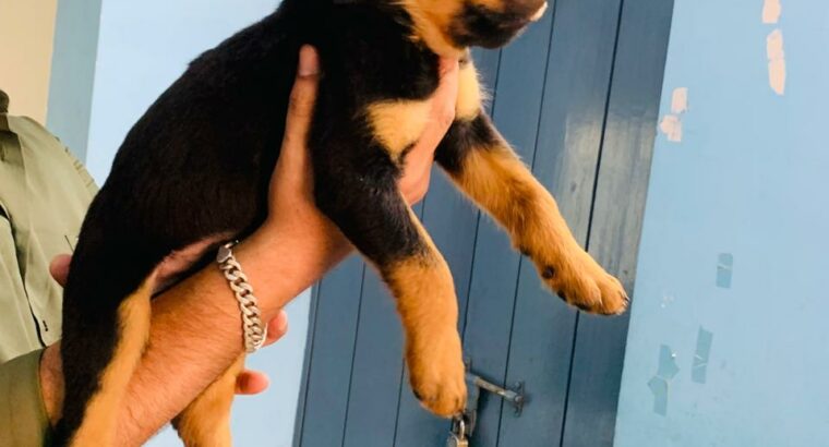 Rotteweiler puppies for sale