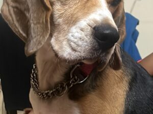 LOOKING TO SELL MY BEAGLE! URGENT!