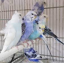 HELICOPTER BUDGIES