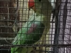 my Alexander parrot for sale       adress per aane ke bad cash dena hai