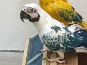 9259087568 all India dog parrot shop home delivery