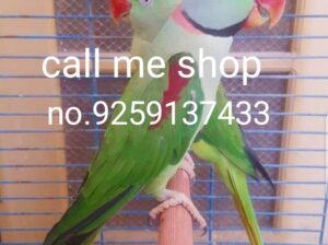 9259137433 all India dog parrot shop home delivery