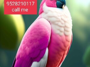 Pets shop home delivery contact number 9528210117