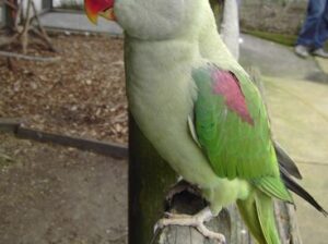 All parrots selling available all India over