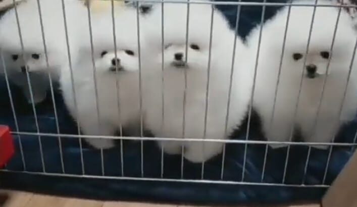 Pomeranian