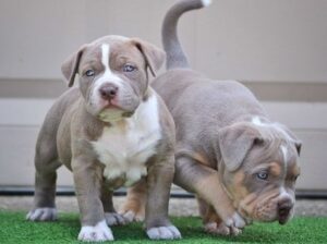 All Dog,s selling available all India over ho