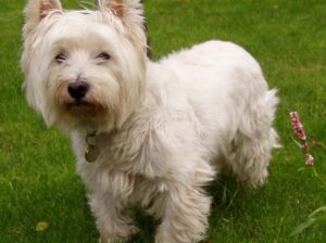 free dog all India delivery 🚚