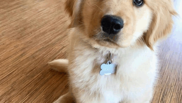 6913810073 paret dog cate shop all India home deli