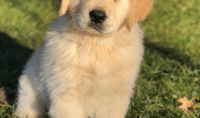 6913810073 paret dog cate shop all India home deli