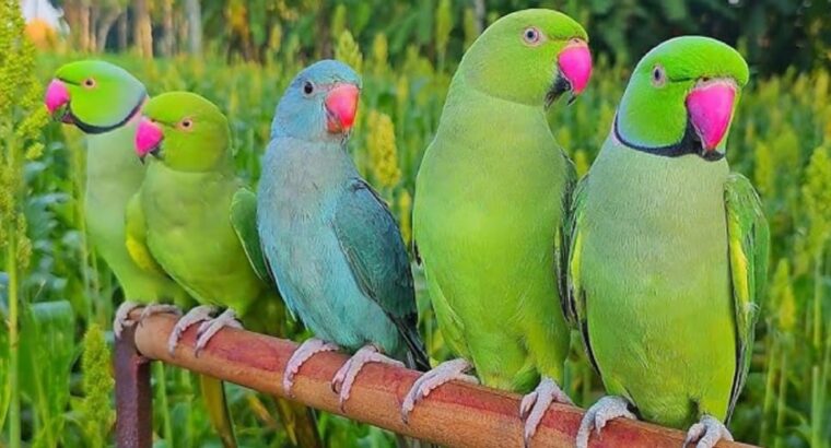 All parrot’s selling available all India over