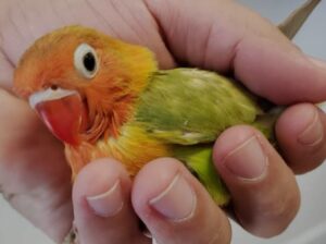 All parrot’s selling available all India over