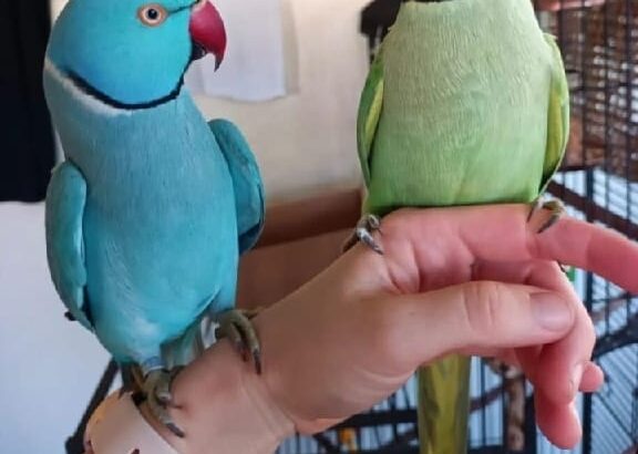All parrots selling available all India over