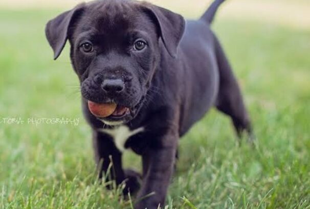 All Dog,s selling available all India over ho