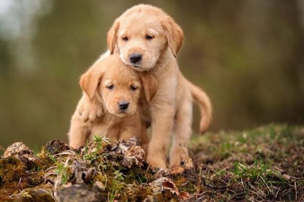 All Dog,s selling available all India over ho