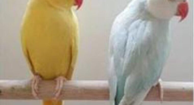 All parrots selling available all India over