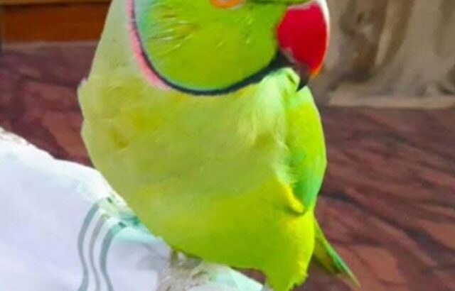 All parrot’s selling available all India over