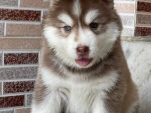 husky