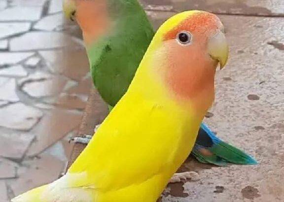 All parrots selling available all India over