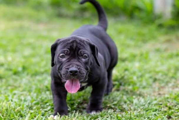 All Dog,s selling available all India over ho