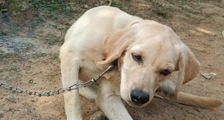Labrador puppy sell C.N-7848964163