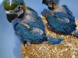 All parrot’s selling available all India over