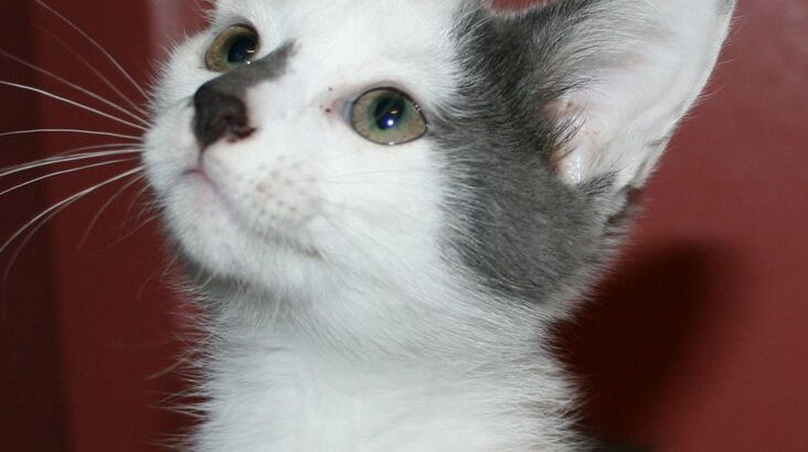 All cat’s selling available all India over ho